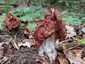 Vörösbarna papsapkagomba (Gyromitra fastigiata), Budai-hegység